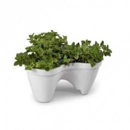MACETA  IVY - WHITE+GREEN...